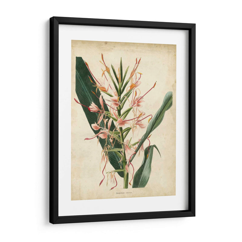 Delicia Tropical Iii - Edmonston-Douglas | Cuadro decorativo de Canvas Lab