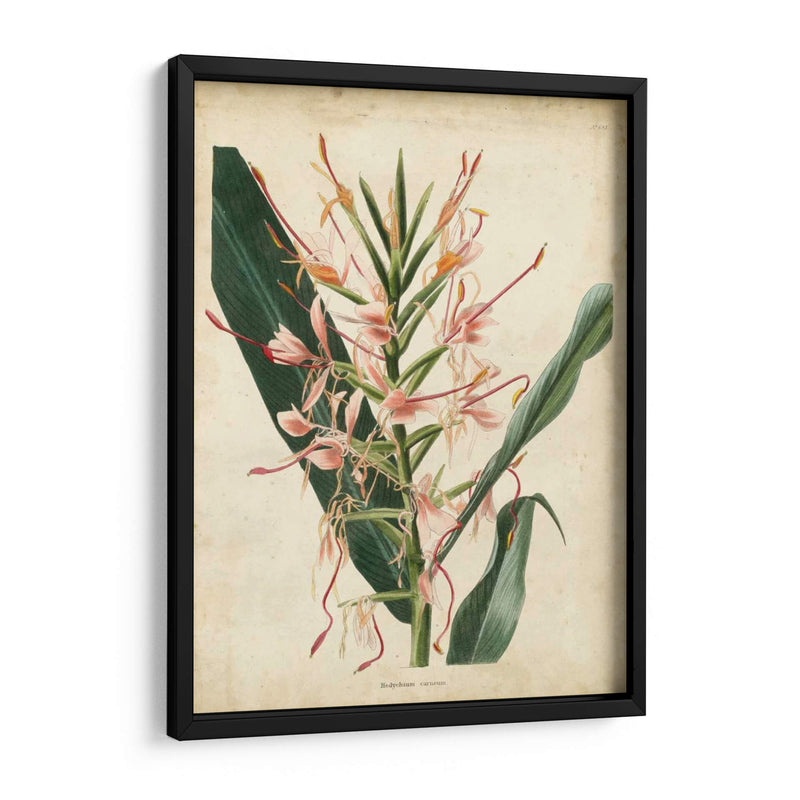 Delicia Tropical Iii - Edmonston-Douglas | Cuadro decorativo de Canvas Lab