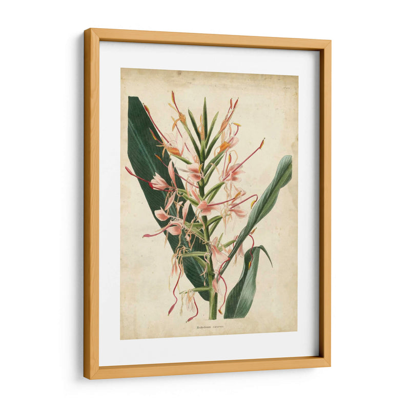 Delicia Tropical Iii - Edmonston-Douglas | Cuadro decorativo de Canvas Lab