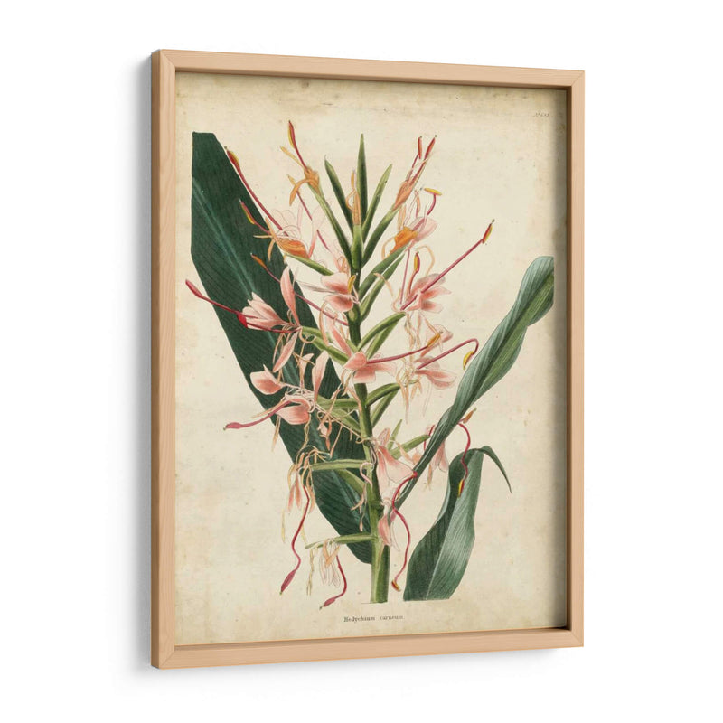 Delicia Tropical Iii - Edmonston-Douglas | Cuadro decorativo de Canvas Lab