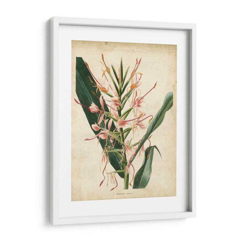 Delicia Tropical Iii - Edmonston-Douglas | Cuadro decorativo de Canvas Lab