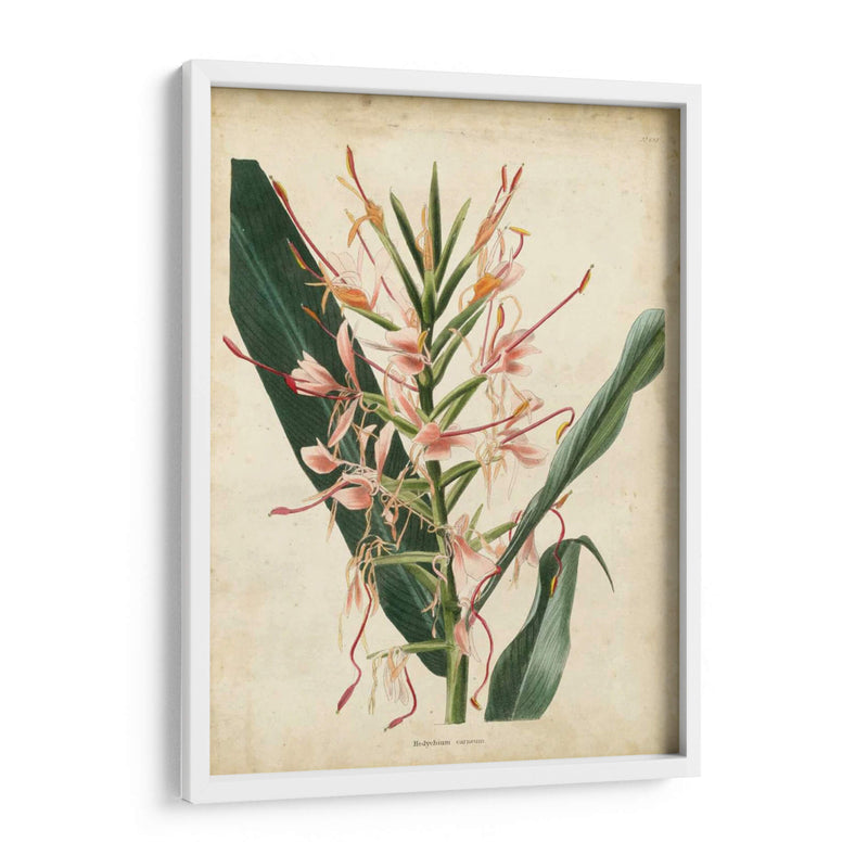 Delicia Tropical Iii - Edmonston-Douglas | Cuadro decorativo de Canvas Lab