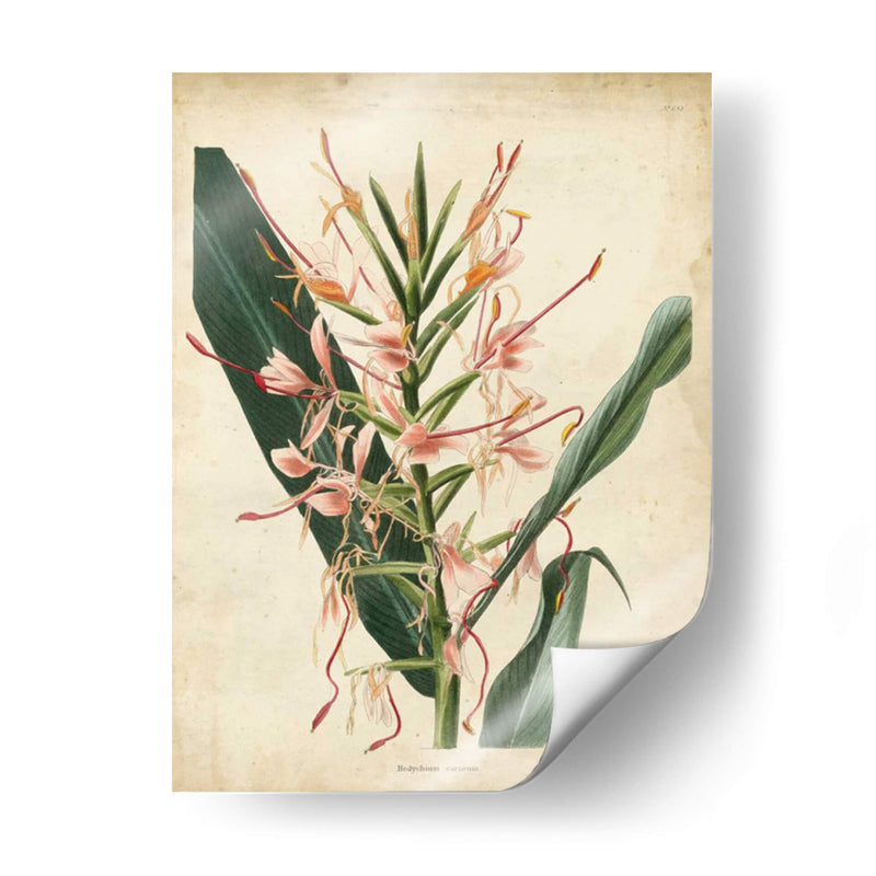 Delicia Tropical Iii - Edmonston-Douglas | Cuadro decorativo de Canvas Lab