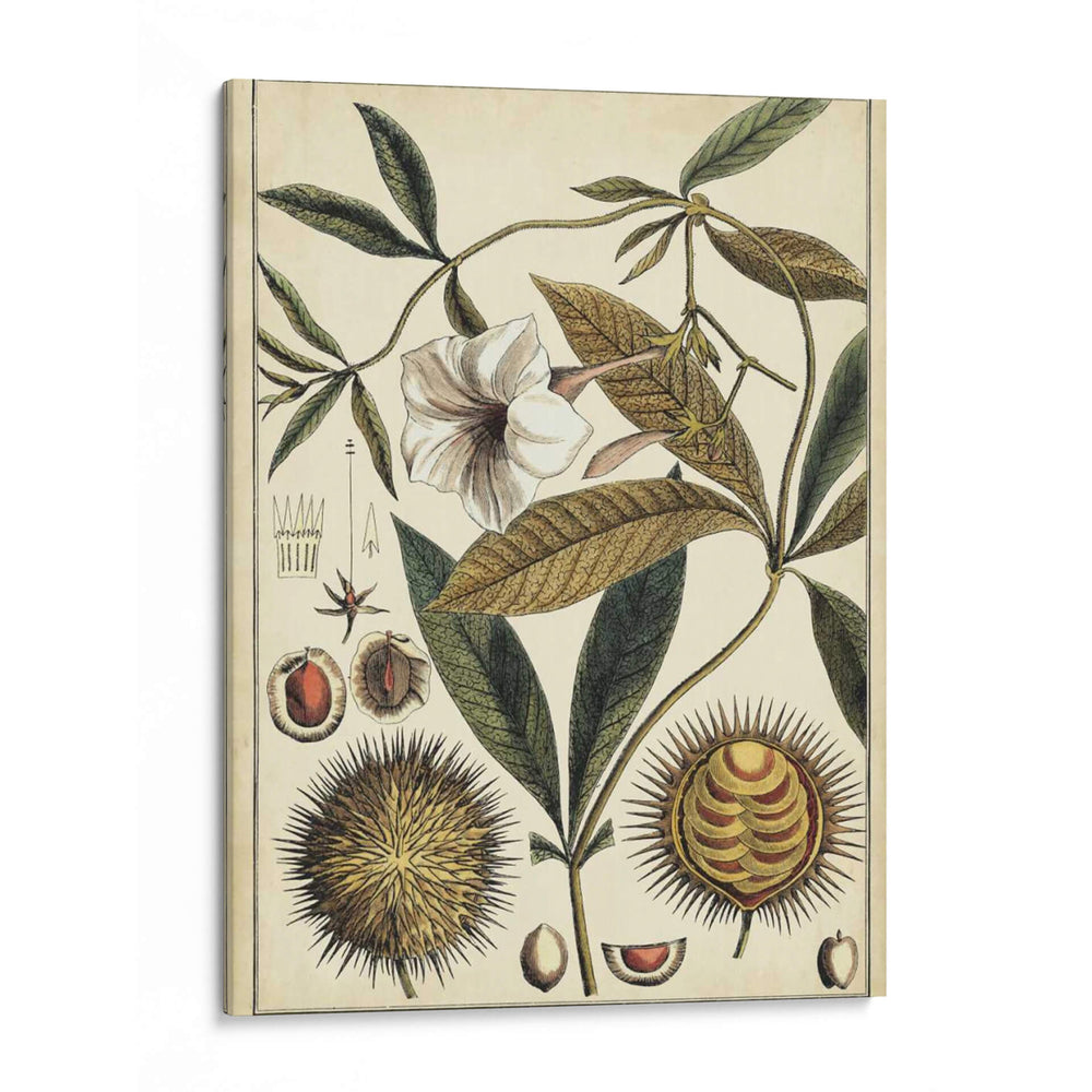 Estudio Botánico Ivory Ii - Vision Studio | Cuadro decorativo de Canvas Lab