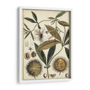 Estudio Botánico Ivory Ii - Vision Studio | Cuadro decorativo de Canvas Lab