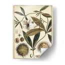 Estudio Botánico Ivory Ii - Vision Studio | Cuadro decorativo de Canvas Lab