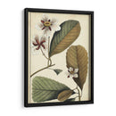 Estudio Botánico Ivory Iii - Vision Studio | Cuadro decorativo de Canvas Lab