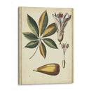 Estudio Botánico De Marfil Iv - Vision Studio | Cuadro decorativo de Canvas Lab