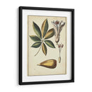 Estudio Botánico De Marfil Iv - Vision Studio | Cuadro decorativo de Canvas Lab