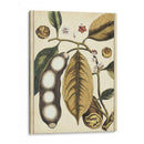 Estudio De Marfil Botánico V - Vision Studio | Cuadro decorativo de Canvas Lab