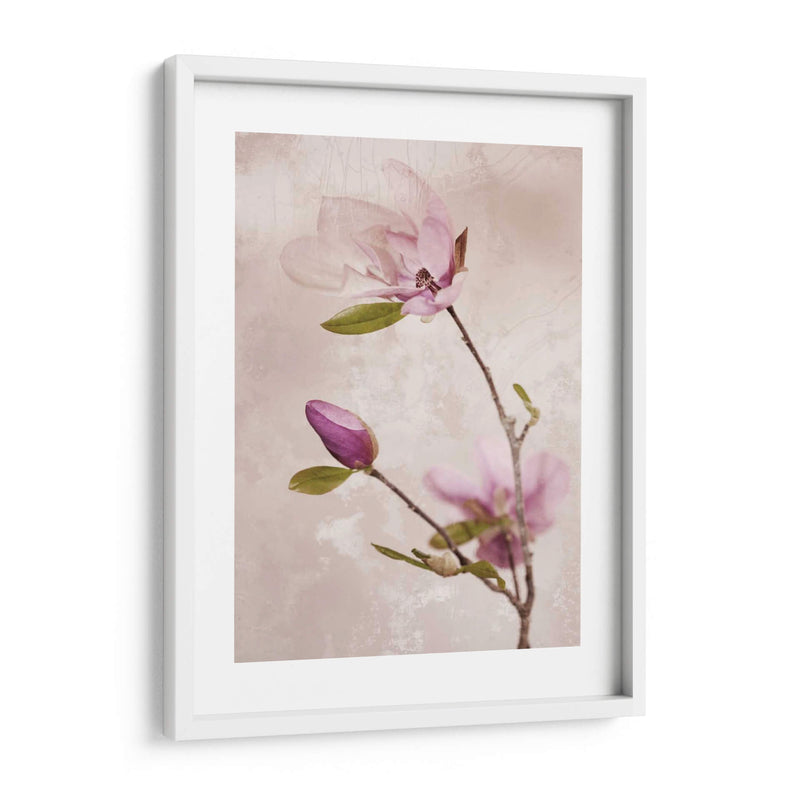 Tulip Blush I - Christine Zalewski | Cuadro decorativo de Canvas Lab