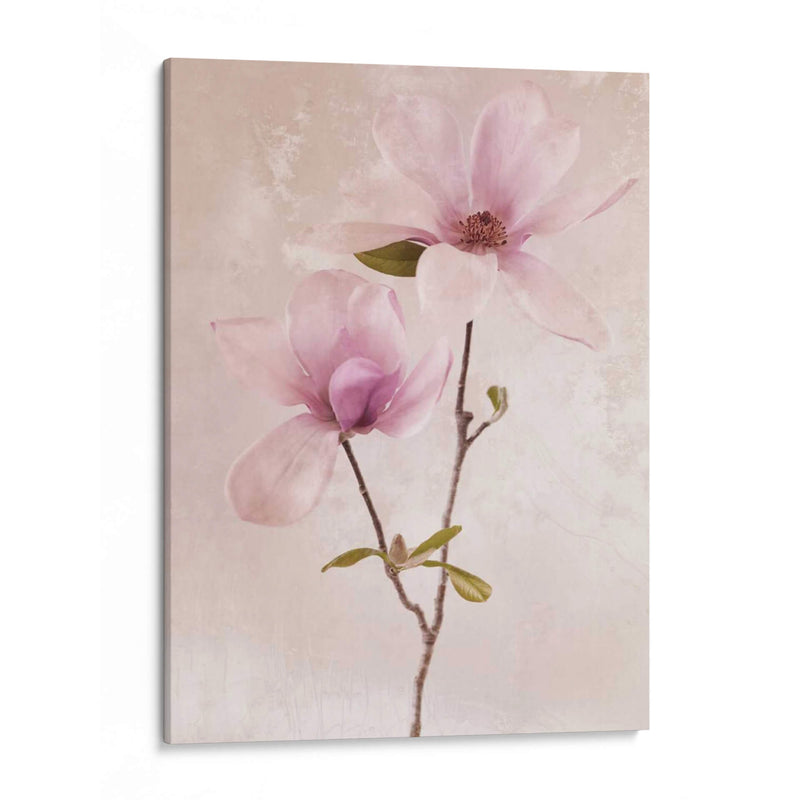 Tulip Blush Ii - Christine Zalewski | Cuadro decorativo de Canvas Lab