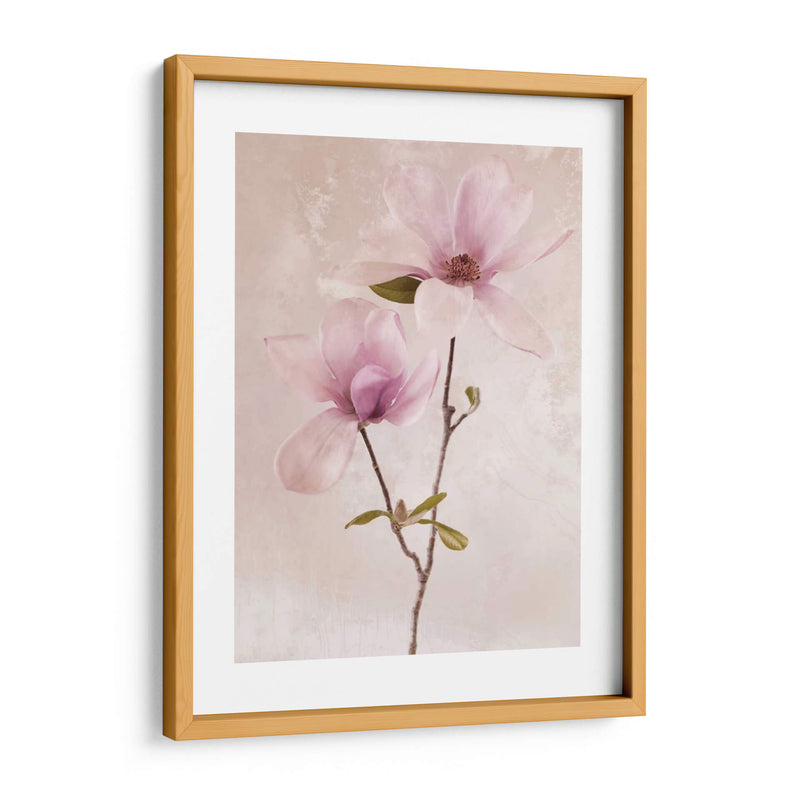 Tulip Blush Ii - Christine Zalewski | Cuadro decorativo de Canvas Lab