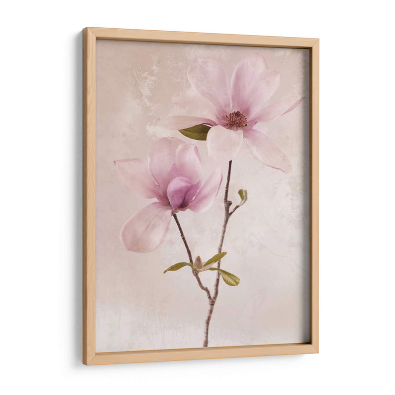 Tulip Blush Ii - Christine Zalewski | Cuadro decorativo de Canvas Lab