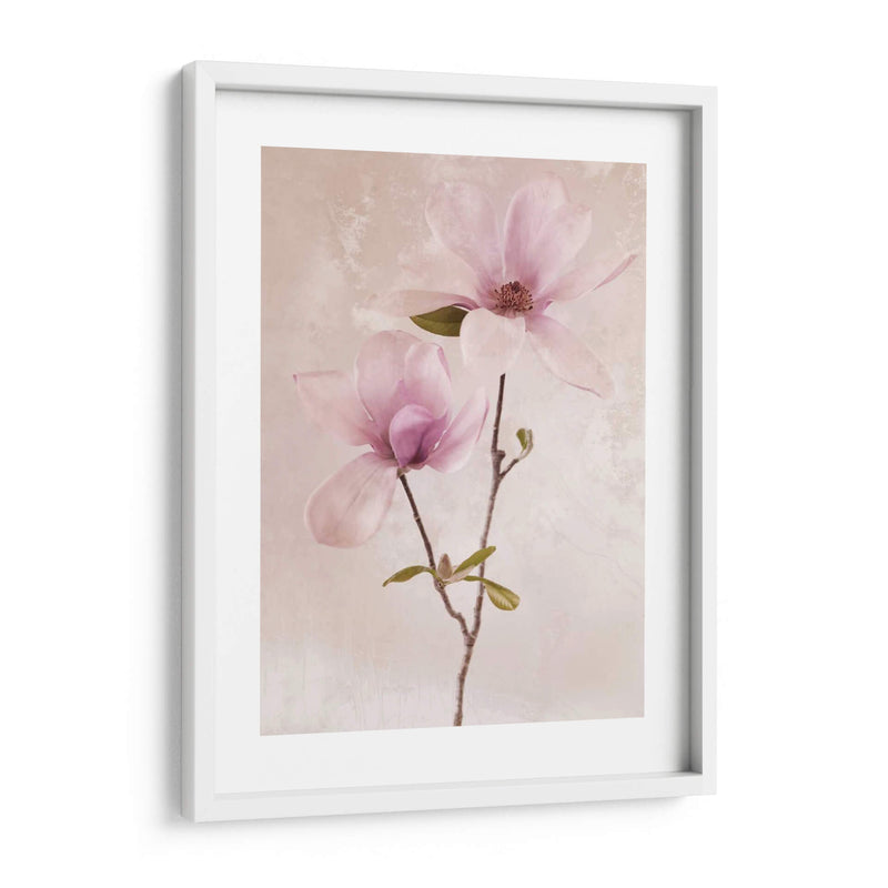 Tulip Blush Ii - Christine Zalewski | Cuadro decorativo de Canvas Lab