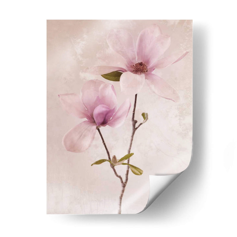 Tulip Blush Ii - Christine Zalewski | Cuadro decorativo de Canvas Lab