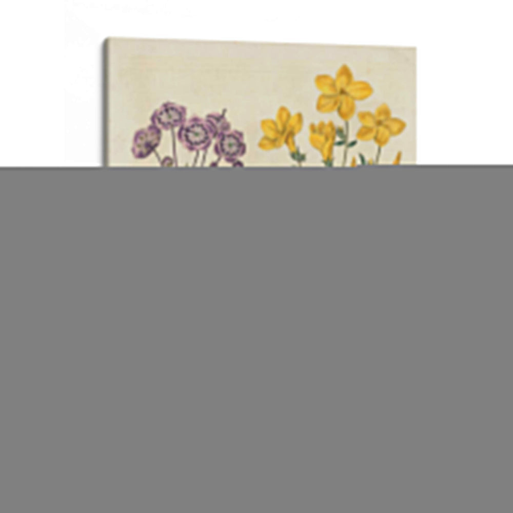 Emparejamientos De Jardín Ii - Sydenham Edwards | Cuadro decorativo de Canvas Lab