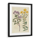 Emparejamientos De Jardín Ii - Sydenham Edwards | Cuadro decorativo de Canvas Lab