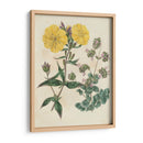 Emparejamientos De Jardín Iii - Sydenham Edwards | Cuadro decorativo de Canvas Lab