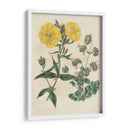 Emparejamientos De Jardín Iii - Sydenham Edwards | Cuadro decorativo de Canvas Lab