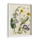 Emparejamientos De Jardín V - Sydenham Edwards | Cuadro decorativo de Canvas Lab