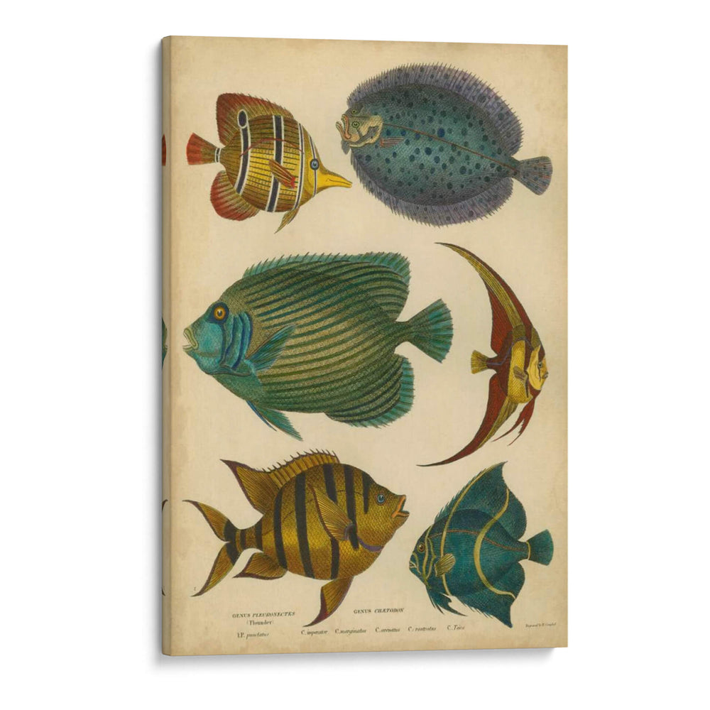 Pescados Espinosos Goldsmiths - Goldsmith | Cuadro decorativo de Canvas Lab