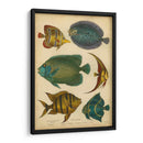 Pescados Espinosos Goldsmiths - Goldsmith | Cuadro decorativo de Canvas Lab