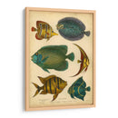 Pescados Espinosos Goldsmiths - Goldsmith | Cuadro decorativo de Canvas Lab