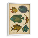 Pescados Espinosos Goldsmiths - Goldsmith | Cuadro decorativo de Canvas Lab