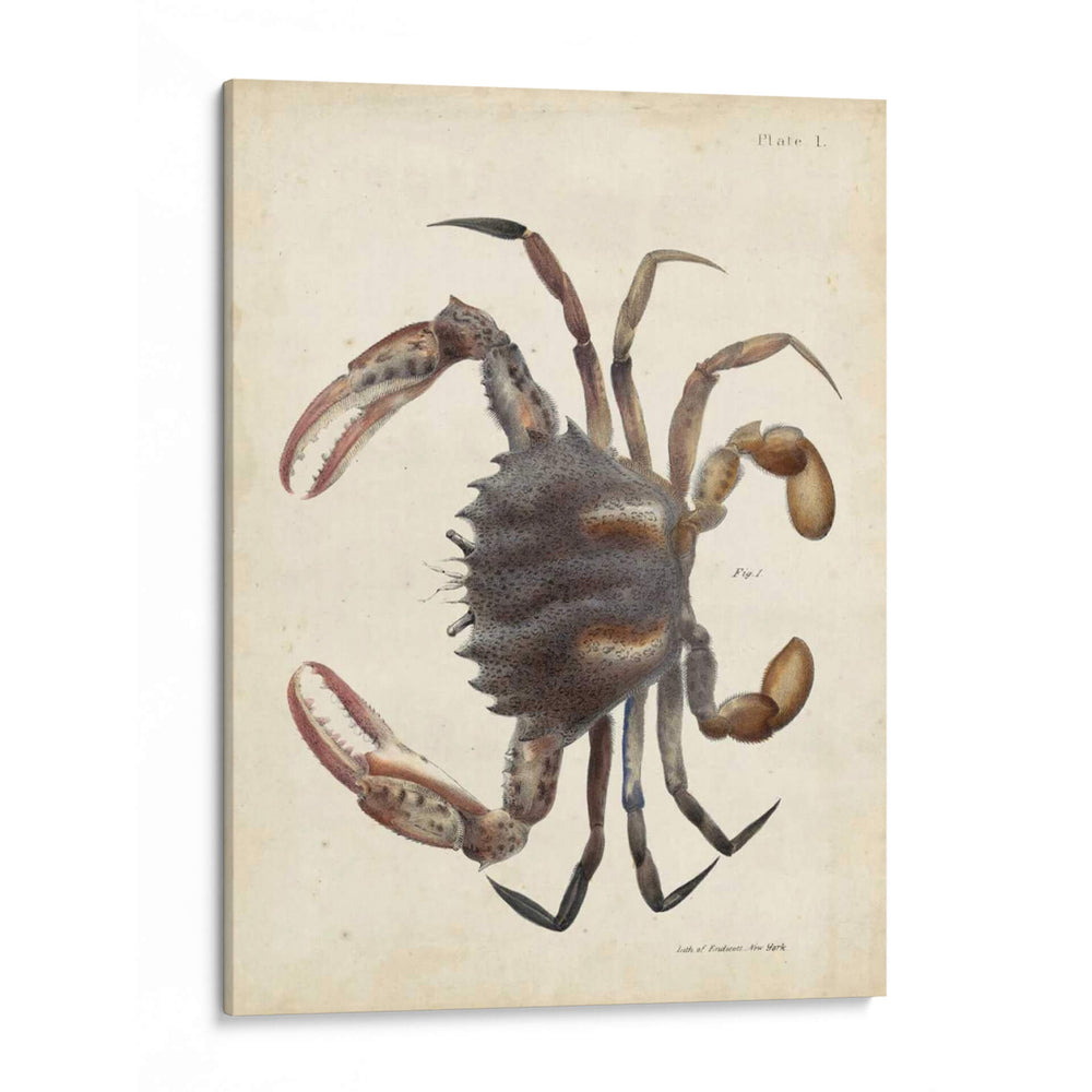 Cangrejo Vintage I - DeKay | Cuadro decorativo de Canvas Lab