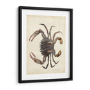 Cangrejo Vintage I - DeKay | Cuadro decorativo de Canvas Lab