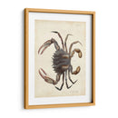 Cangrejo Vintage I - DeKay | Cuadro decorativo de Canvas Lab