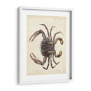 Cangrejo Vintage I - DeKay | Cuadro decorativo de Canvas Lab