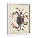 Cangrejo Vintage I - DeKay | Cuadro decorativo de Canvas Lab