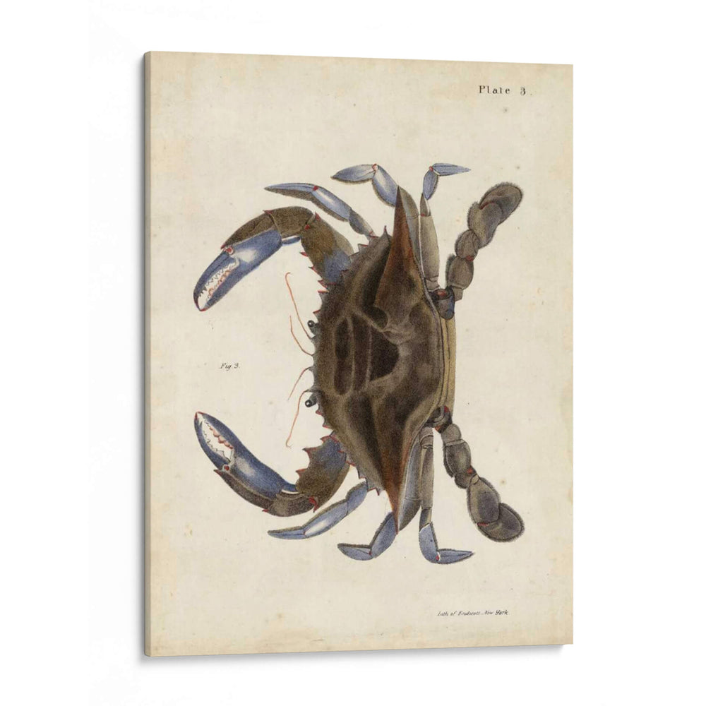 Cangrejo Vintage Ii - DeKay | Cuadro decorativo de Canvas Lab