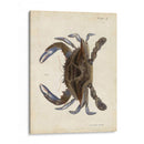 Cangrejo Vintage Ii - DeKay | Cuadro decorativo de Canvas Lab