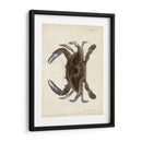 Cangrejo Vintage Ii - DeKay | Cuadro decorativo de Canvas Lab