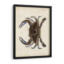 Cangrejo Vintage Ii - DeKay | Cuadro decorativo de Canvas Lab