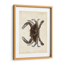 Cangrejo Vintage Ii - DeKay | Cuadro decorativo de Canvas Lab