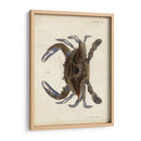 Cangrejo Vintage Ii - DeKay | Cuadro decorativo de Canvas Lab