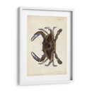 Cangrejo Vintage Ii - DeKay | Cuadro decorativo de Canvas Lab