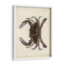 Cangrejo Vintage Ii - DeKay | Cuadro decorativo de Canvas Lab
