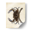 Cangrejo Vintage Ii - DeKay | Cuadro decorativo de Canvas Lab