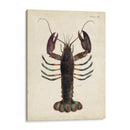 Langosta Vintage - DeKay | Cuadro decorativo de Canvas Lab
