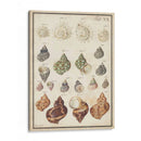 Seashell Sinopsis I - Vision Studio | Cuadro decorativo de Canvas Lab