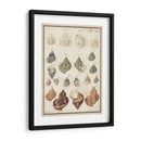 Seashell Sinopsis I - Vision Studio | Cuadro decorativo de Canvas Lab