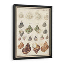 Seashell Sinopsis I - Vision Studio | Cuadro decorativo de Canvas Lab