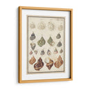 Seashell Sinopsis I - Vision Studio | Cuadro decorativo de Canvas Lab