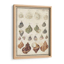 Seashell Sinopsis I - Vision Studio | Cuadro decorativo de Canvas Lab