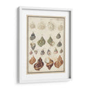 Seashell Sinopsis I - Vision Studio | Cuadro decorativo de Canvas Lab